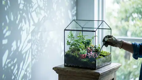 Waarom Gardenscapes Onze Digitale Cultuur Weerspiegelt
